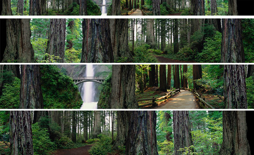 production, A Photoshop Montage of Forests